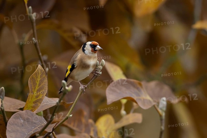 European goldfinch (Carduelis carduelis) adult garden bird in a magnolia tree with autumn colour leaves, England, United Kingdom