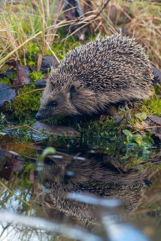 Erinaceus europaeus, hedgehog, insectivora, insectivora, insectivora, high size, portrait, mammals, prickly, mammals