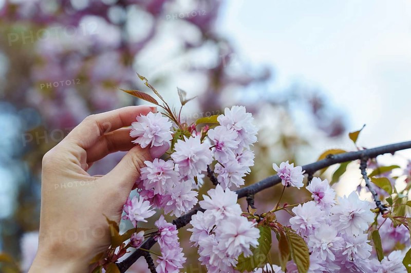 Female hand holding flower on branch of blooming Japanese ornamental cherry tree (Prunus serrulata) Kanzan in spring in park, A hand gently touches cherry blossoms on a branch, showcasing spring's delicate pink blooms