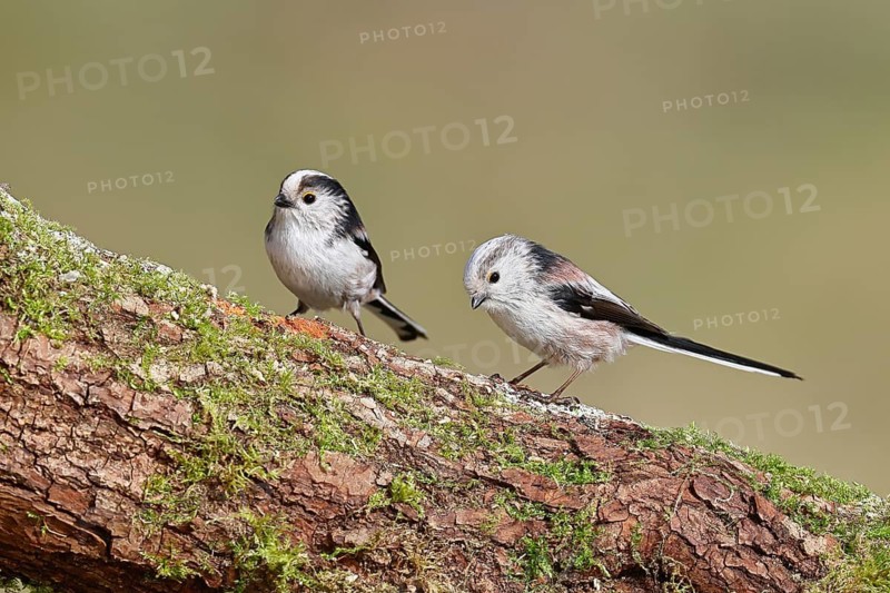 Long-tailed Tit (Aegithalos caudatus), perched on a moss-covered branch, pair, Wilnsdorf, North Rhine-Westphalia, Germany