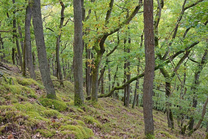 Deciduous forest on a steep slope to Edersee, forest soil with mosses, autumn, Kellerwald-Edersee National Park, Hesse, Germany