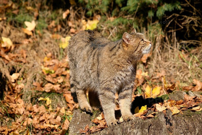 European wildcat (Felis silvestris) amongst brown autumn leaves, looking upwards, Allgäu, Bavaria, Germany