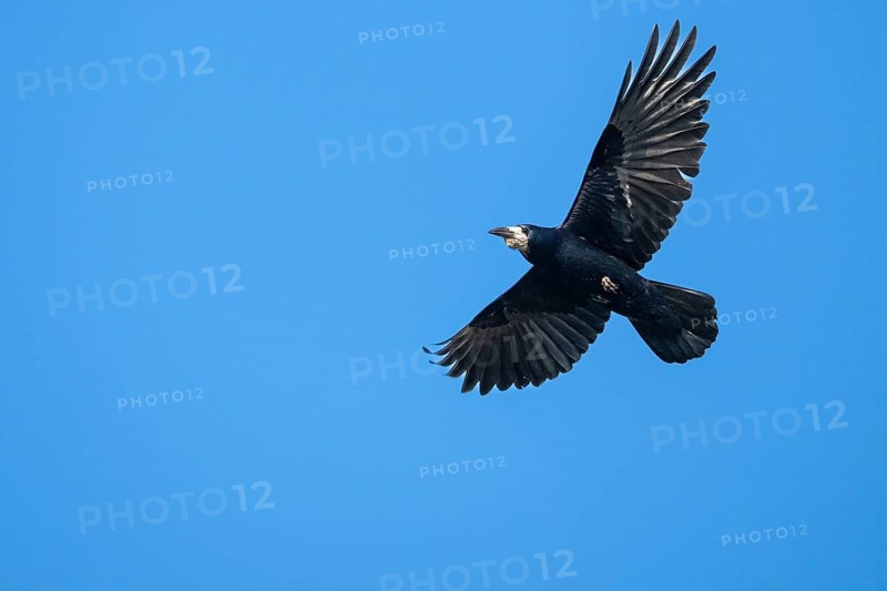 Rook (Corvus frugilegus) in flight, Dümmer, Lembruch, Lower Saxony, Germany