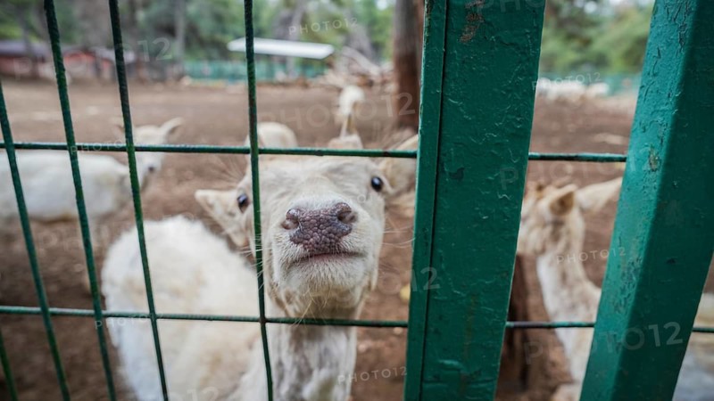 GAZIANTEP, TURKEY - APRIL 18, 2026: Visitors enjoy an early spring stroll at Gaziantep Wildlife Park. Ranked as the largest zoo in Turkey, the second largest in Europe, and fourth globally, the park is a major attraction home to 380 diverse animal species, Gaziantep, Turkey