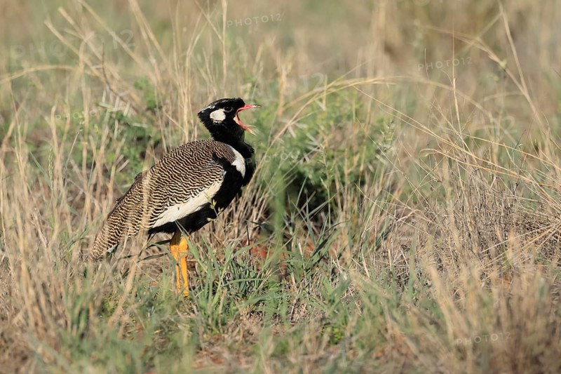 White-winged Bustard (Afrotis afraoides), adult, male, calling, courtship display, Mokala National Park, South Africa
