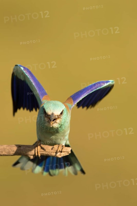 European Roller (Coracias garrulus) female perched on a branch, Serbia