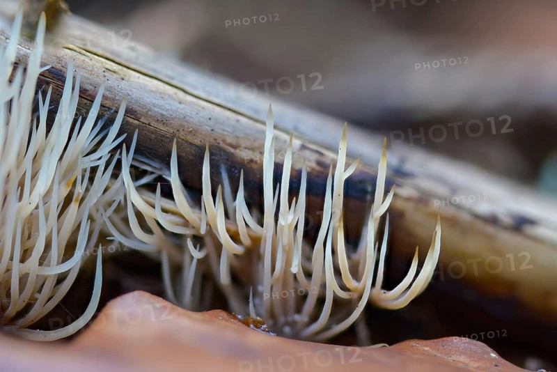 Angel hair coral, bristle coral, pterula multifida, strong creeping bristle coral, smelly bristle coral, whitish bristle coral, fungi, fungi, mushrooms
