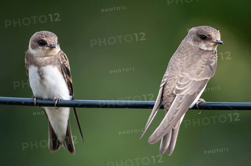 Bank Swallow, Riparia Riparia, Sand Martin, Swallow, Bank Swallow, Birds, Passeri, Songbirds, Birds