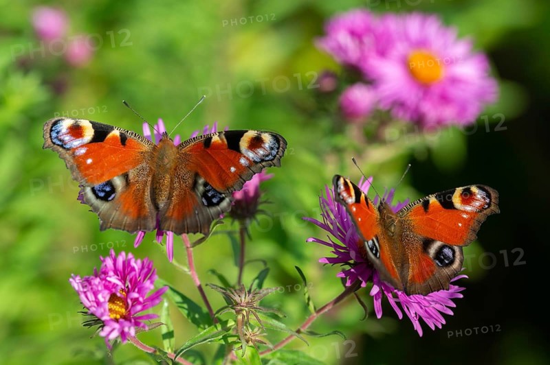 Aglais io, Inachis io, Nymphalis io, peacock butterfly, butterfly, insects, butterflies, butterflies, butterflies
