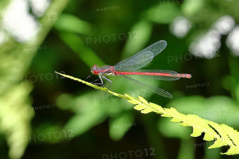 Large red damselfly (Pyrrhosoma nymphula), on a leaf by a pond in a garden, looking towards the camera, dark background, Wilnsdorf, North Rhine-Westphalia, Germany
