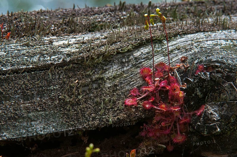 Brosswort, Bullwort, Drosera Rotundifolia, Droseraceae, Lord Spoon, Sky Spoon, Sky Dew, Round Leaf Sundew, Sundew, Spoelkrut, Common Sundew, Flora, Plants, Plants, Round-Leaved Sundew, Roundleaf Sundew, Sundew