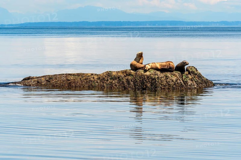 Steller Sea Lions, (Eumetopias jubatus), Salish Sea, British Columbia, Canada, Pacific
