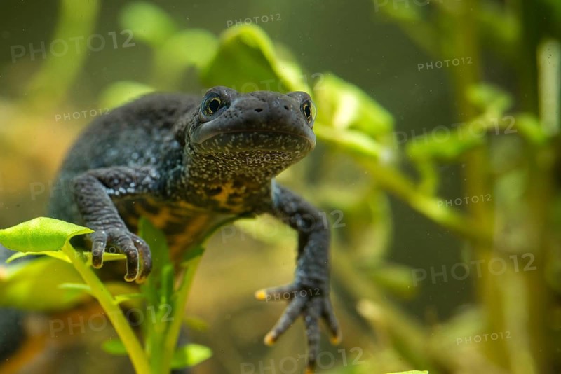 Great crested newt, crested newt, northern crested newt, Triturus cristatus, amphibians, amphibians, female amphibians, newt, newt, northern crested newt, warty newt, female