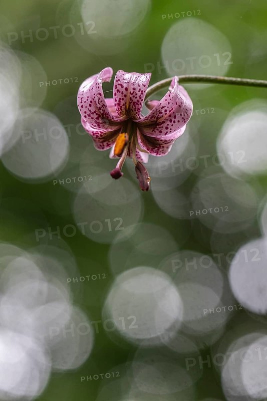 Martagon lily (Lilium martagon), Emsland, Lower Saxony, Germany