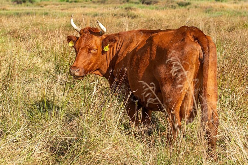 Artiodactyla, Bavaria, Bos Taurus sspec.5, cattle, even-toed ungulate, Höhenvieh, Upper Palatinate, cloven-hoofed, Rotes Höhenvieh, Tirschenreuth, Waldnaab, Waldnaabaue, wild willows Waldnaabaue, domesticated animals, extensive grazing, pet, mammals, cattle, mammals
