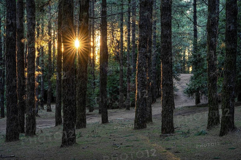 The pine forest at Área Recreativa El Pilar at sunrise with sun star. La Palma, Canary Islands, Spain