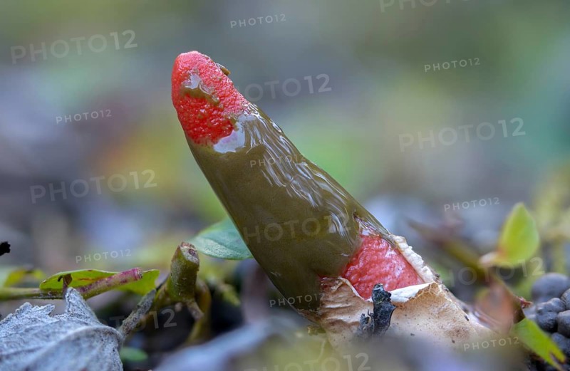 Corynites brevis, Corynites ravenelii, raspberry-red dog rod, mutinus brevis, mutinus ravenelii, phallus ravenelii, red stinkhorn, fungi, mushrooms