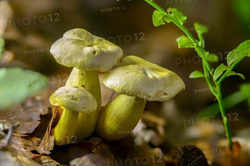 Agaricus sulphureus, gas agaric, common sulfur knight, gymnopus sulphureus, gyrophila sulphurea, knighthling, sulphur knight, tricholoma sulphureum, fungi, fungi, mushrooms