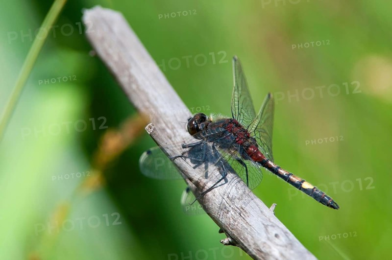 Large moss maiden, large white-faced darter, leucorrhinia pectoralis, yellow-spotted whiteface, anisoptera, damselflies, dragonflies, insects, dragonflies, males, odonata
