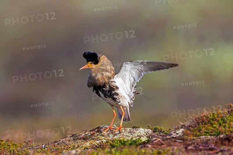 Ruff, (Philomachus pugnax), animals, birds, plumage during mating season, snipe bird, courtship, male, mating behaviour, mating season, Varanger, Finnmark, Norway