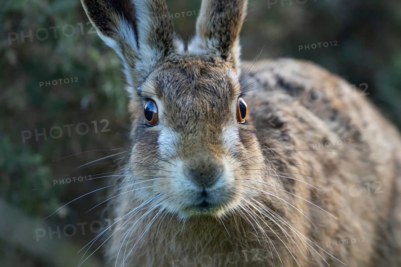 European brown hare (Lepus europaeus) adult animal head portrait, England, United Kingdom