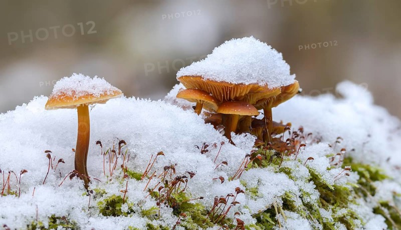 Enoki, Flammulina Velutipes, Common Velvet Foot, Velvet Foot, Winter Mushrooms, Fungus, Futu, Ice, Mushrooms, Snow, Seafood Mushrooms, Snow, Velvet Foot, Velvet Shank, Velvet Stem, Winter Fungus, Winter Mushrooms