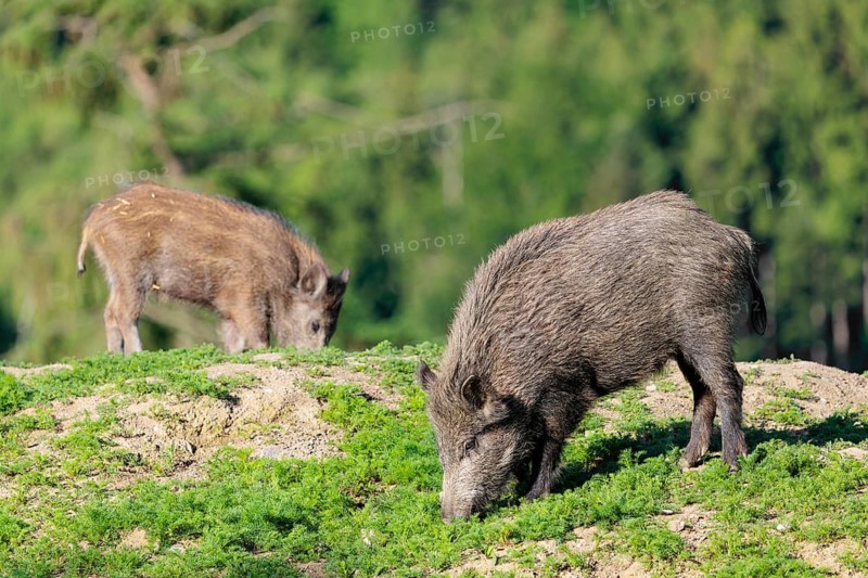 Two wild boars (Sus scrofa) search for food on a mound in a green clearing on a sunny morning. Bavaria, Germany