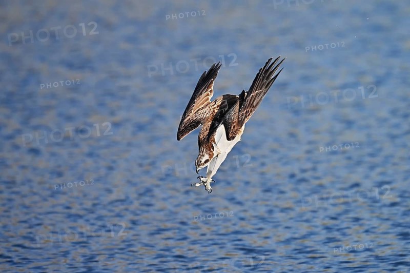 Osprey (Pandion haliaetus) in a nosedive just above the water's surface, North Rhine-Westphalia, Germany
