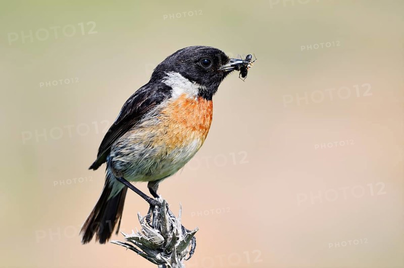 Stonechat (Saxicola rubicola), male with insects in his beak, Algarve, Portugal