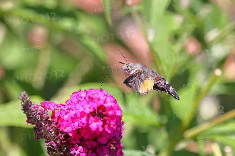 A swallowtail butterfly (Macroglossum stellatarum) feeding on nectar from a butterfly bush (Buddleja davidii), Wilnsdorf, North Rhine-Westphalia, Germany