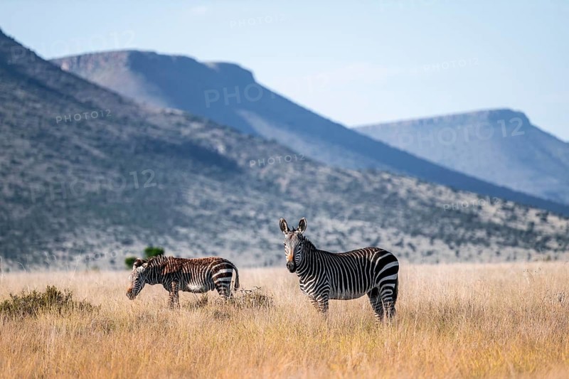 Cape Mountain Zebra (Equus zebra zebra), adult animal, Mountain Zebra National Park, Eastern Cape, South Africa