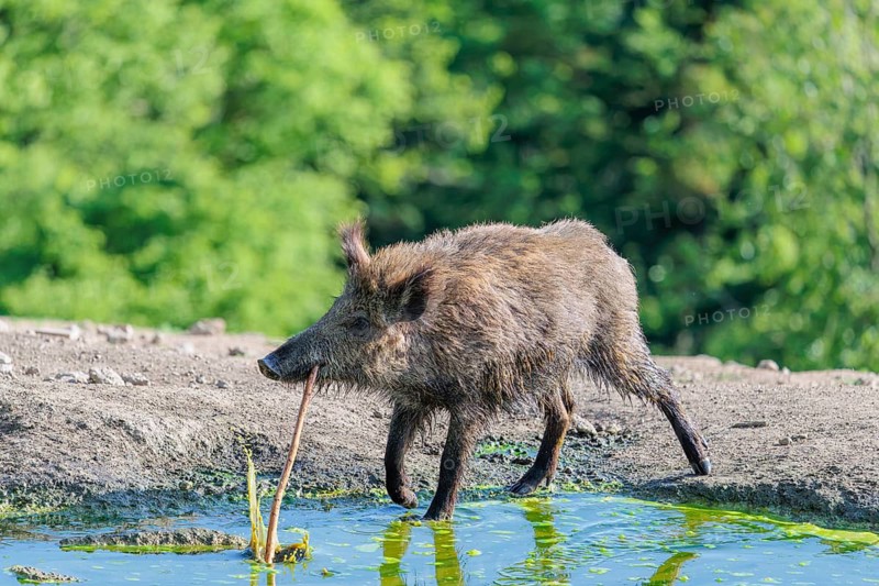 On a sunny day, a wild boar (Sus scrofa) plays with a stick in a small pond. Bavaria, Germany