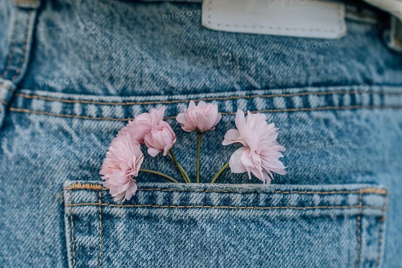 Pink Japanese cherry blossoms (Prunus serrulata) Kanzan in the back pocket of women's jeans, Pink flowers tucked into the back pocket of blue denim jeans, creating a playful and casual vibe