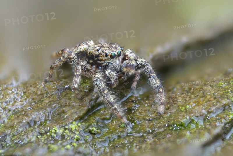 Arachnida, fencepost jumper, large bark jumping spider, marpissa muscosa, bark stretcher, arachnids, spiders, spiders