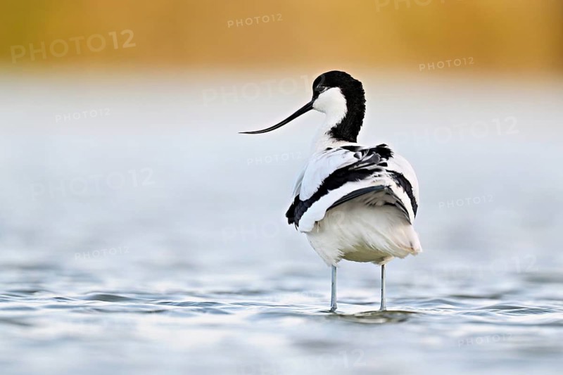 Avocet (Recurvirostra avosetta), standing in shallow water whilst foraging, Camargue Regional Nature Park, southern France