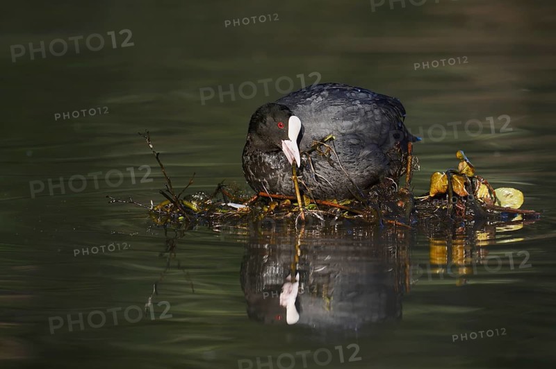 A coot (Fulica atra) building a nest, North Rhine-Westphalia, Germany