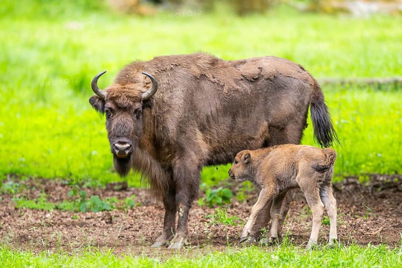 European bison (Bison bonasus) mother with her youngster on a meadow in summer, Bavarian Forest, Germany