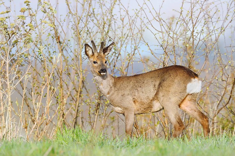 European roe deer (Capreolus capreolus), a roebuck with velvet antlers in spring, North Rhine-Westphalia, Germany