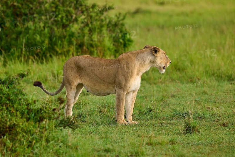 A lioness stands alert in the grasslands, surrounded by natural vegetation, lion (Panthera leo), Masai Mara National Reserve, Narok County, Kenya