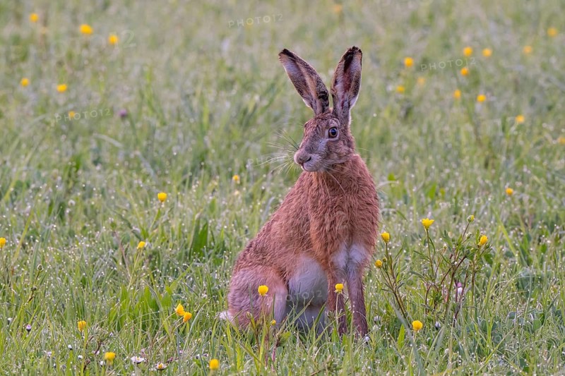 European hare (Lepus europaeus) in wet tall grass, Stuttgart, Rosensteinpark, Baden-Württemberg, Germany