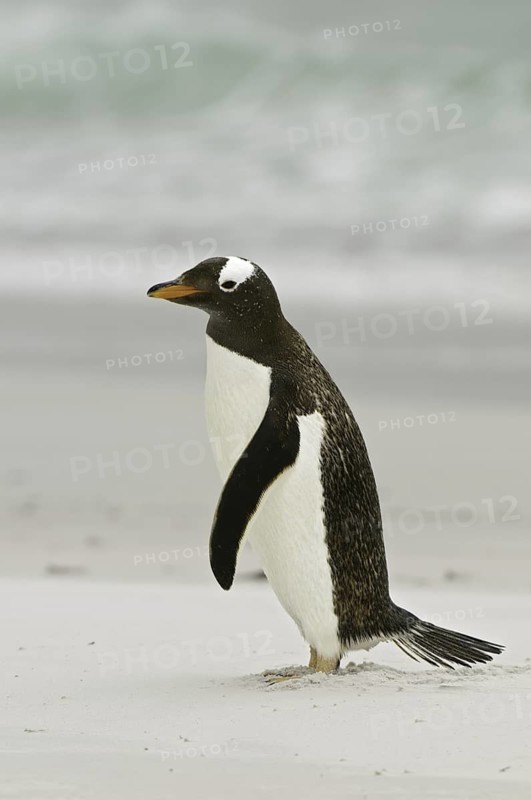 Gentoo Penguin (Pygoscelis papua), Falkland Islands