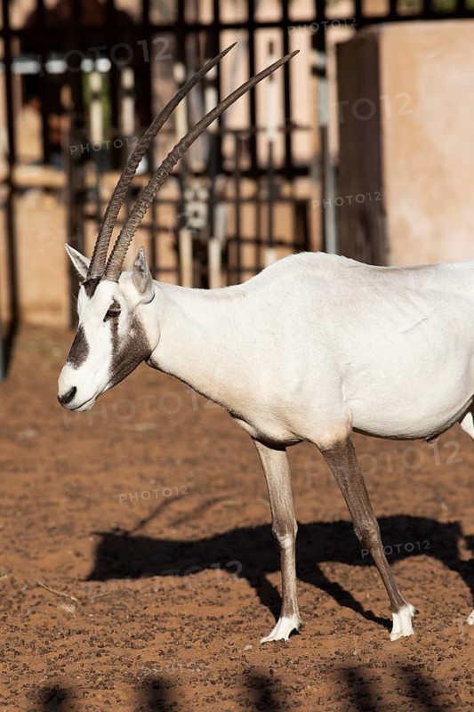 Arabian oryx (Oryx leucoryx) in the Arabian Oryx Camp, Wahiba Sands desert or Rimal Al Wahiba or Sharqiyya Sands, Janub ash-Sharqiyya region, Oman
