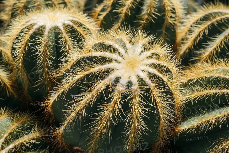 Notocactus magnificus (Parodia magnifica), also known as the balloon cactus, Überlingen on Lake Constance, Lake Constance district, Baden-Württemberg, Germany