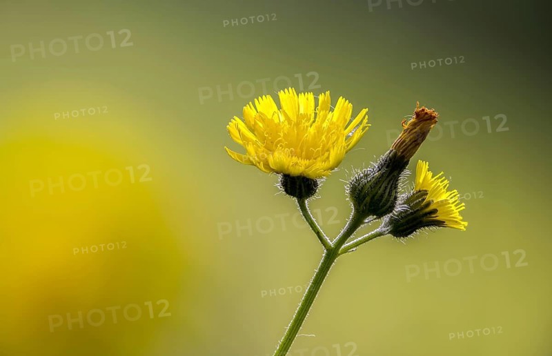 Asteraceae, European hawkweed, hawkweed, hieracium lactucella, daisy, pilosella lactucella, flora, plants, plants, plants, oar hawkweed