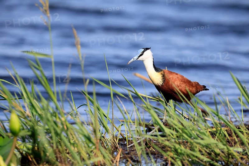 Blue-browed Waterhen (Actophilornis africanus), adult, in the water, foraging, Kruger National Park, South Africa
