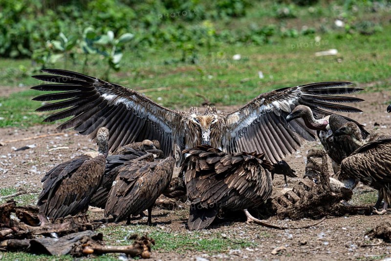 Vulture, slender-billed vulture (Gyps tenuirostris), Chitwan National Park, Terai, Nepal