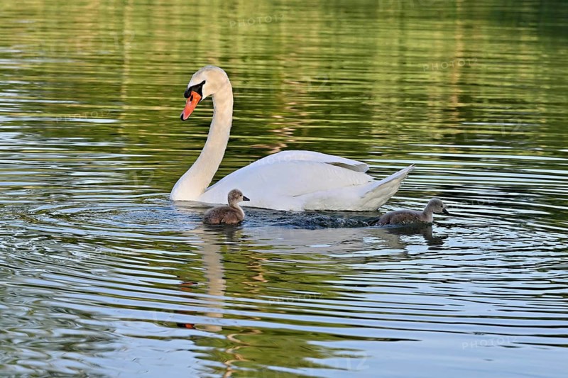 Mute swan (Cygnus olor), male with two chicks swimming in Lake Zug, Canton Zug, Switzerland