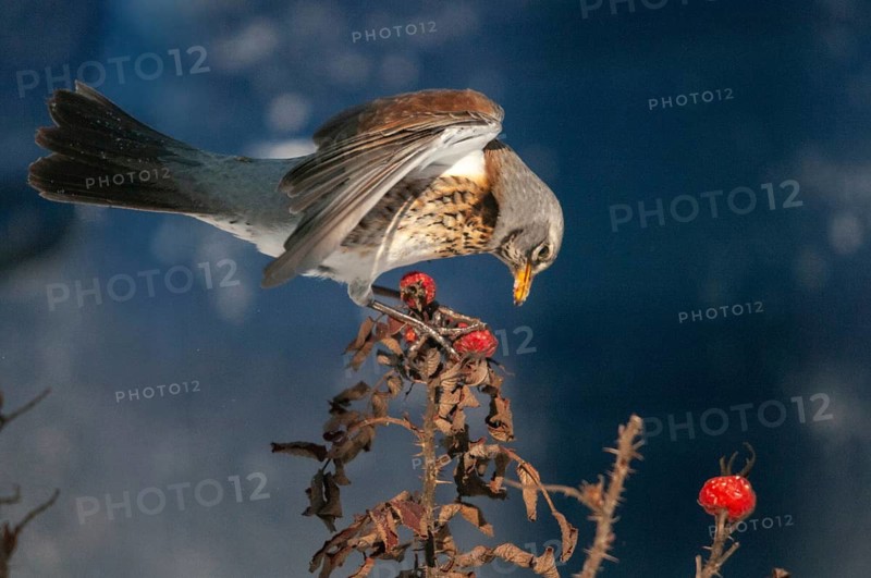 Fieldfares, Turdus pilaris, juniper thrush, birds, thrush, passeri, songbirds, thrush, birds