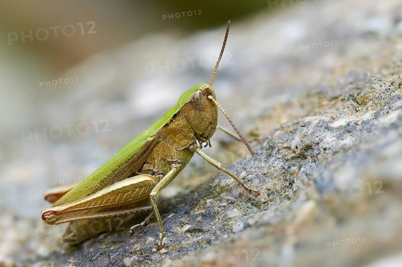 Acrididae, Caelifera, Chorthippus dorsatus, field locusts, gomphocerinae, short-feeler, steppe grasshopper, meadow grasshopper, grasshopper, grasshoppers, insects, female