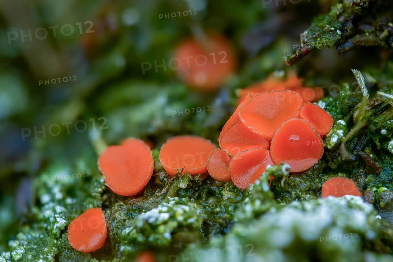 Beaker, byssonectria fusispora, inermisia fusispora, spindle-spored beaker, spindle-spored aggregate beaker, fungi, fungi, mushrooms
